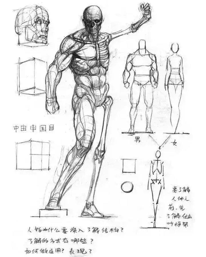 人物体型总是画的“乱七八糟”?你需要掌握这些技巧!